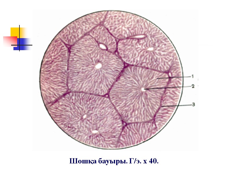 Шошқа бауыры. Г/э. х 40.